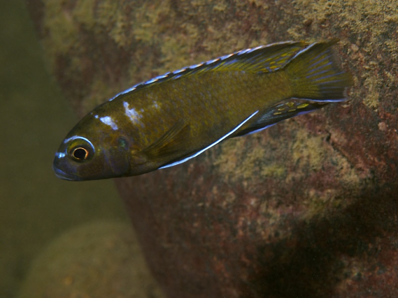 Pseudotropheus sp. 'elongatus makonde' Makonde